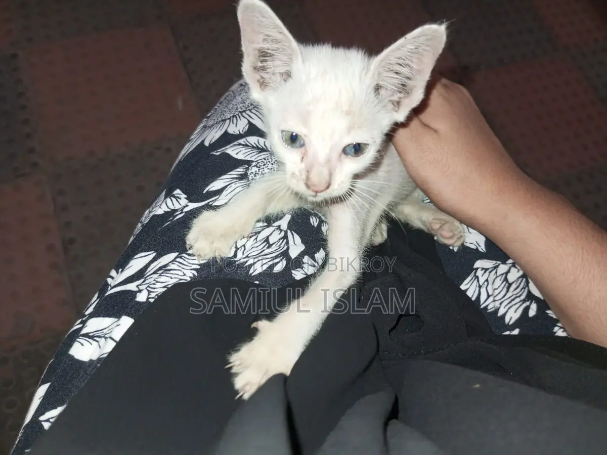 Cat for Adoption