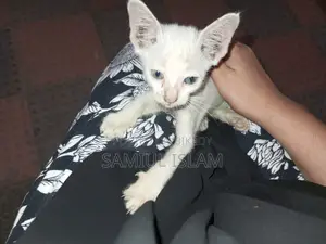 Cat for Adoption