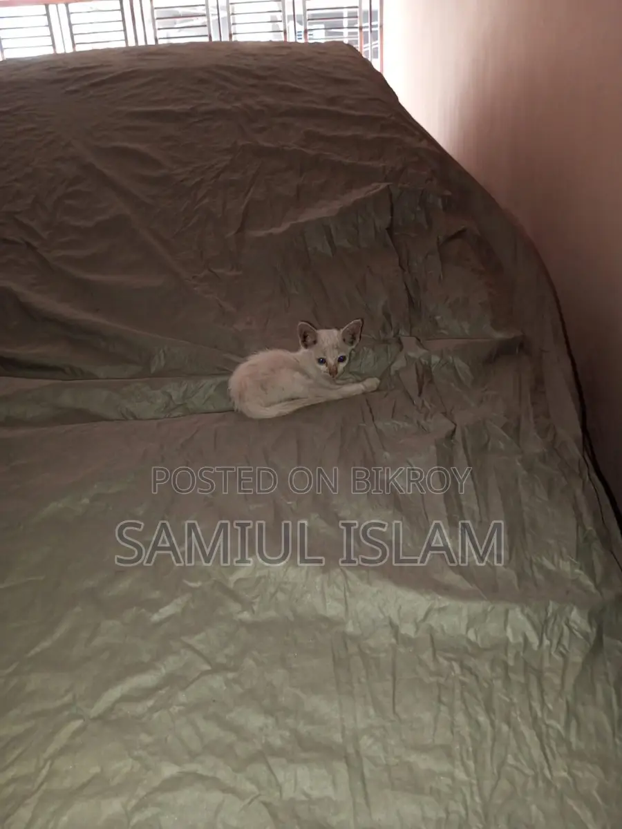 Cat for Adoption
