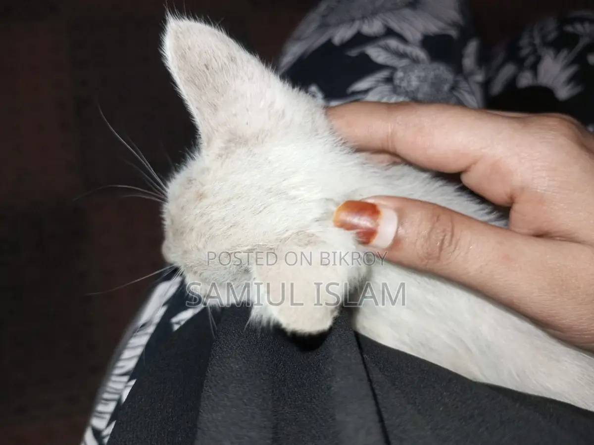 Cat for Adoption