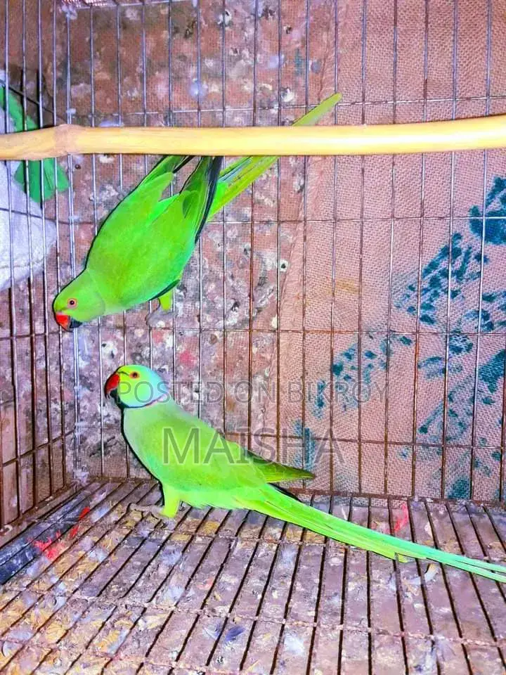ইন্ডিয়ান রিংনেক প্যারট