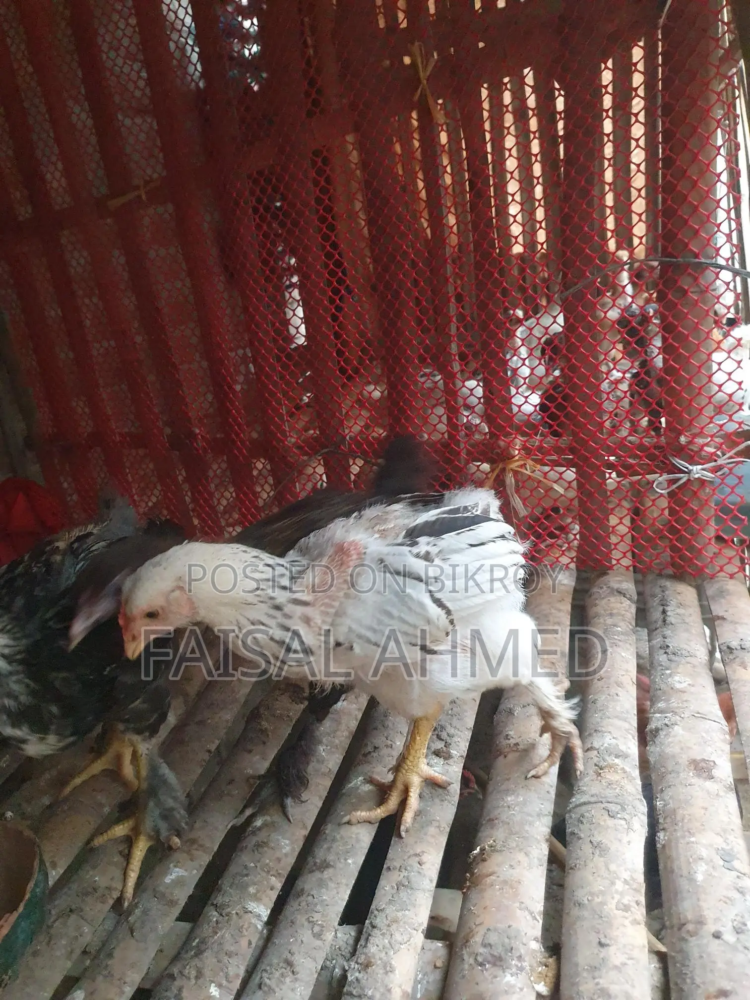 Brahma and Color-Butt Chickens for Sale
