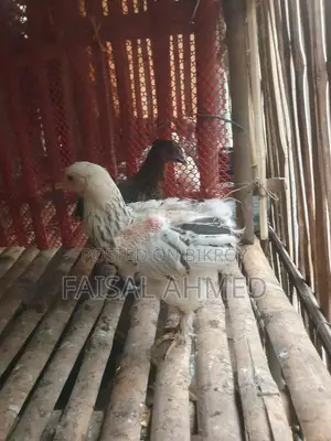 Brahma and Color-Butt Chickens for Sale