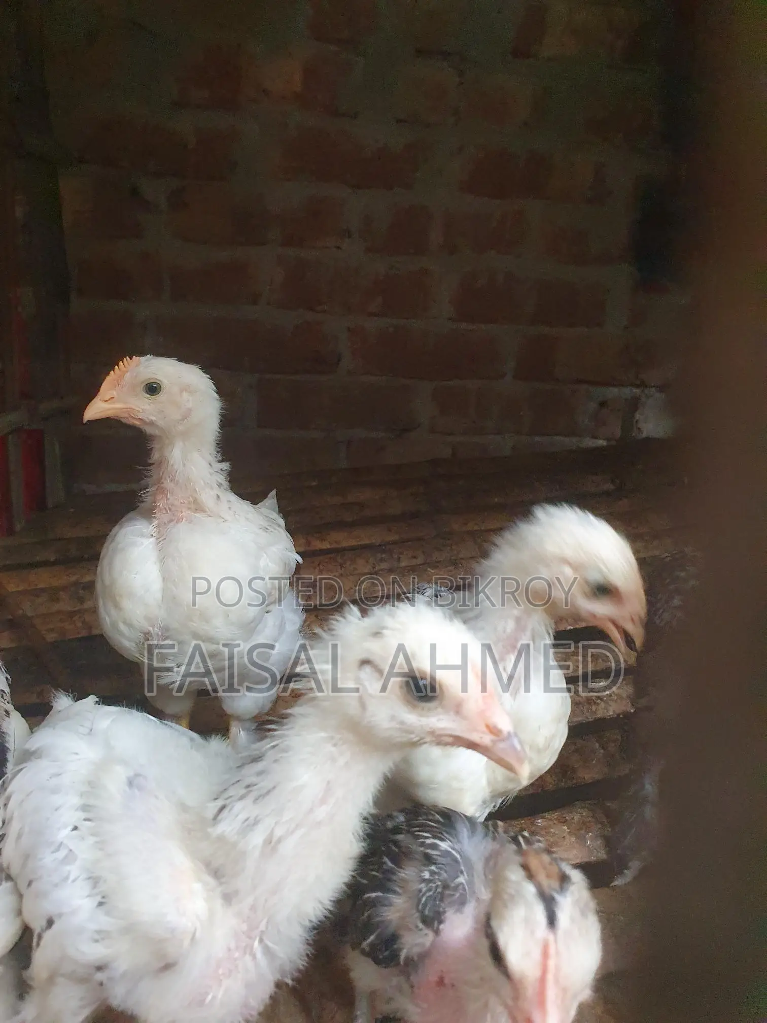 Brahma and Color-Butt Chickens for Sale