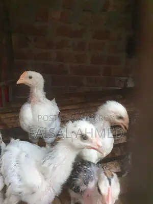 Brahma and Color-Butt Chickens for Sale