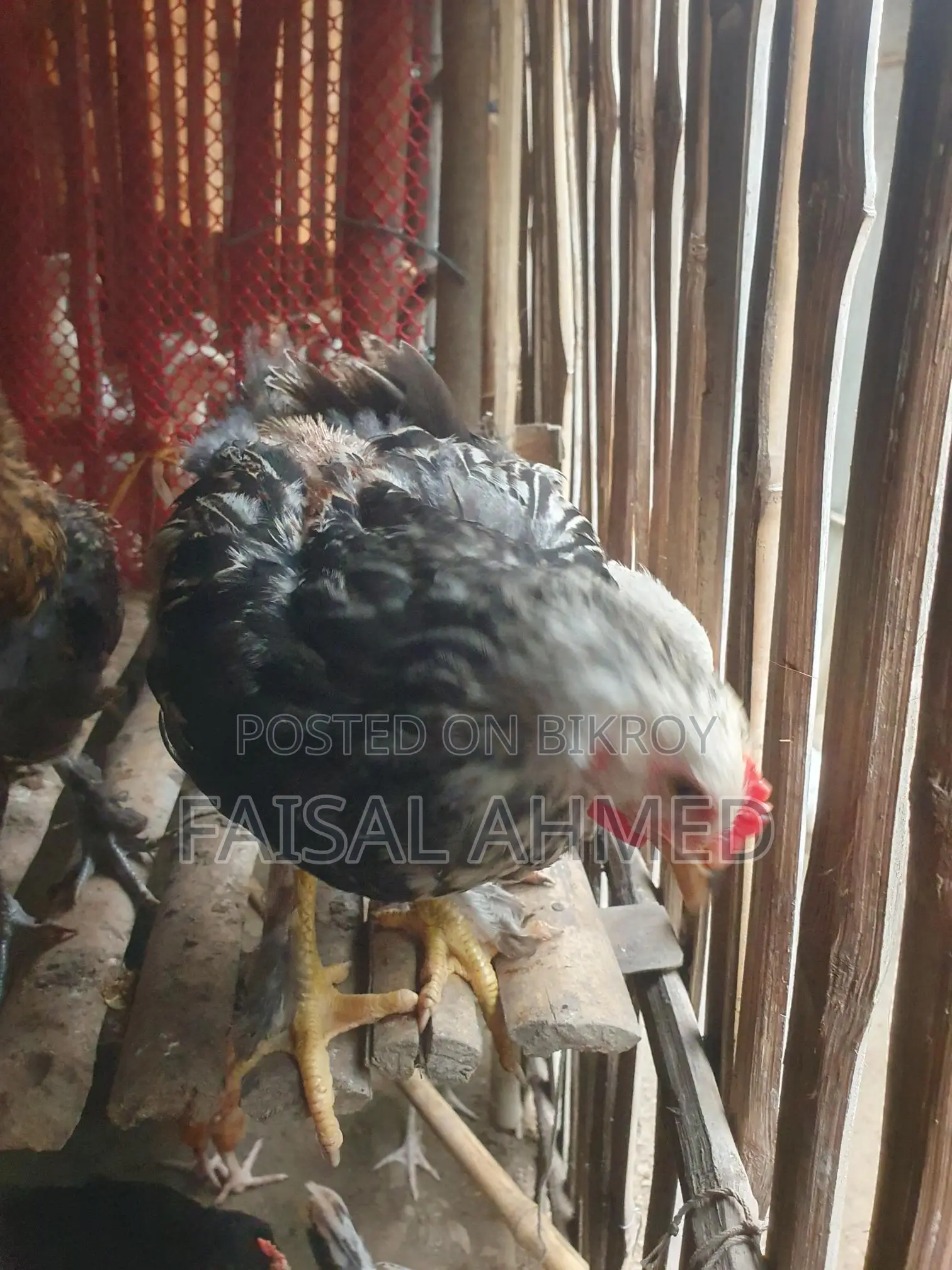 Brahma and Color-Butt Chickens for Sale