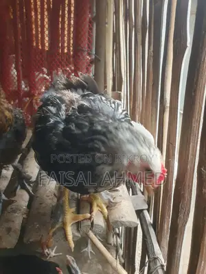 Brahma and Color-Butt Chickens for Sale