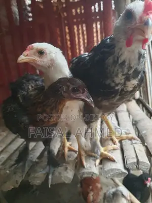 Brahma and Color-Butt Chickens for Sale