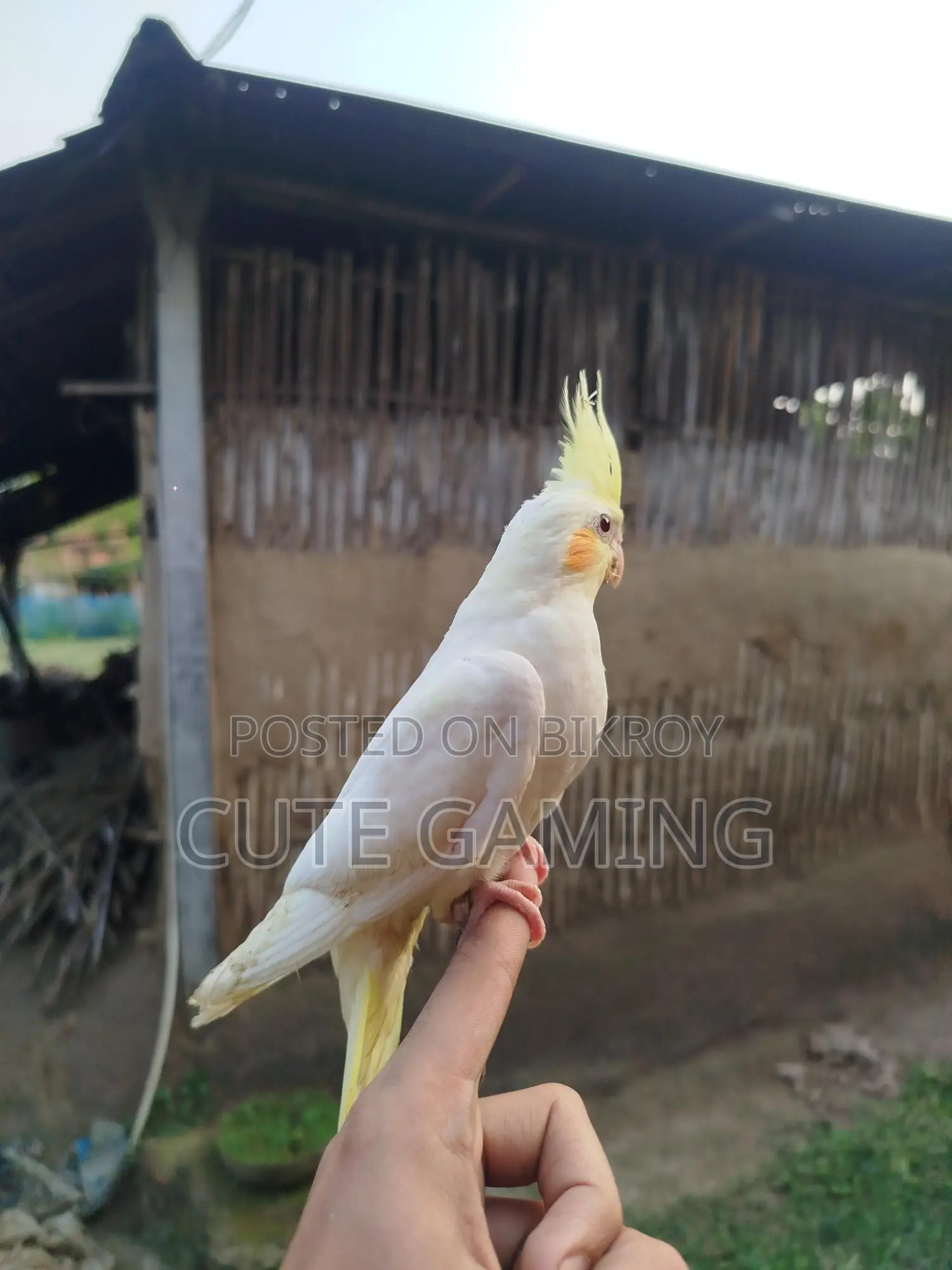 Cockatiel Bird