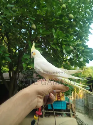 Cockatiel Bird