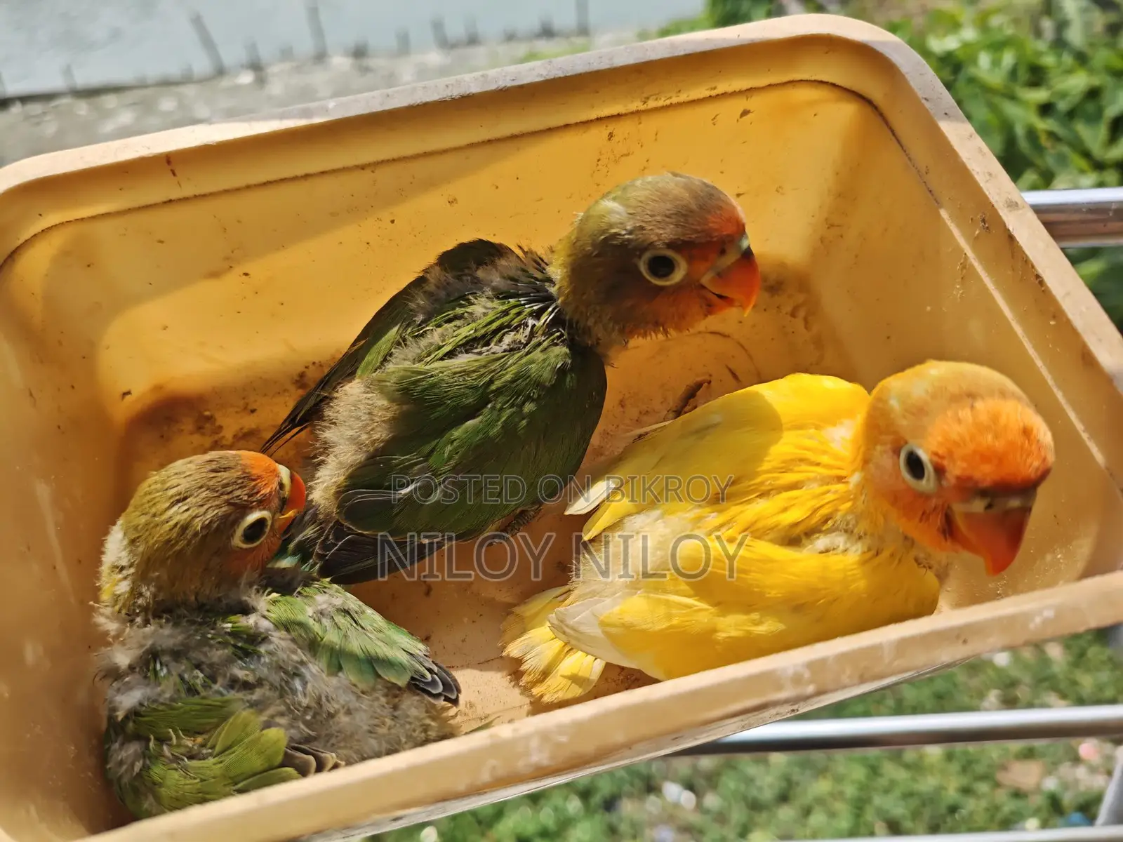 Tame Size Lovebird Baby, Half Lutino Cockatiel, Running Budgie