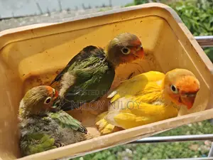 Tame Size Lovebird Baby, Half Lutino Cockatiel, Running Budgie