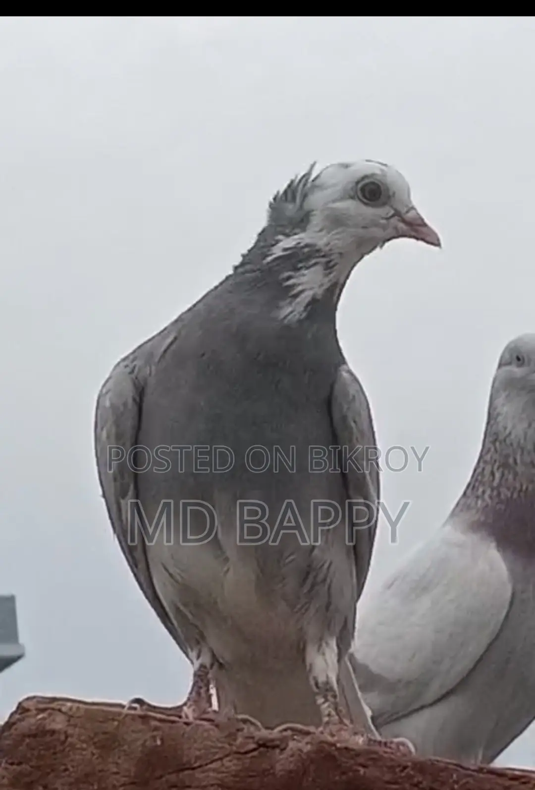 Pigeon for sale