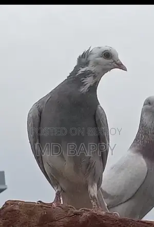 Pigeon for sale