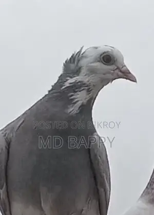 Pigeon for sale
