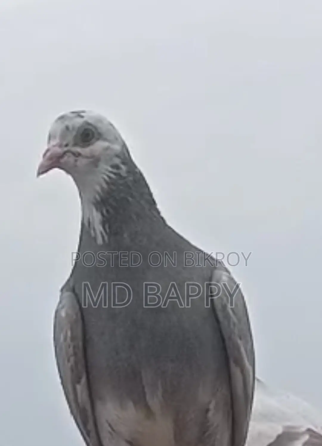 Pigeon for sale