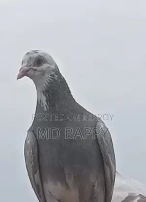 Pigeon for sale
