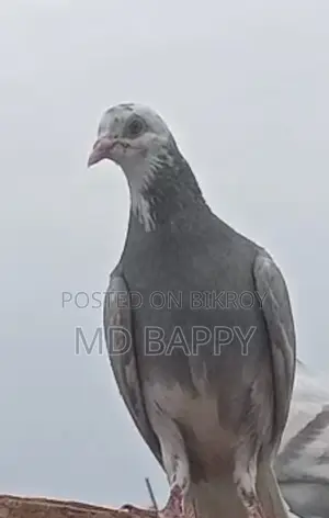 Pigeon for sale
