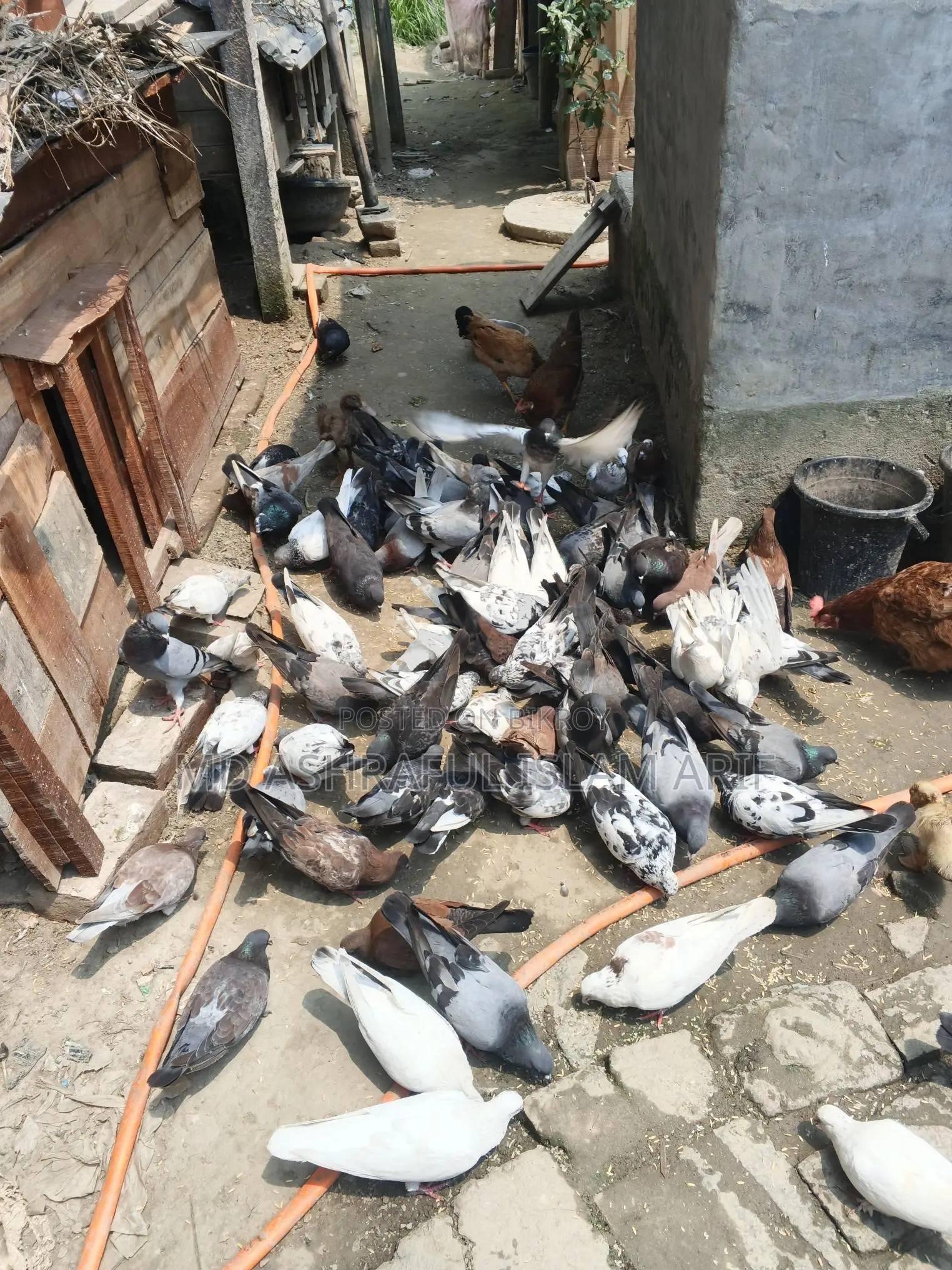 Some running pigeons for sale