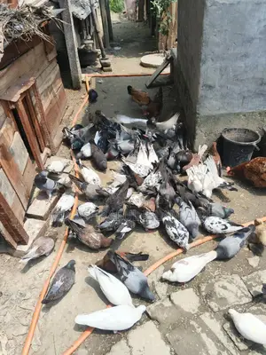কিছু রানিং কবুতর বিক্রয় করা হবে