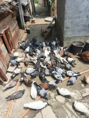 Some running pigeons for sale