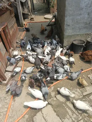 Some running pigeons for sale