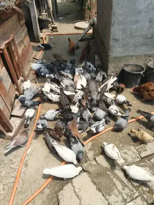 Some running pigeons for sale