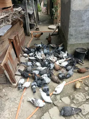 Some running pigeons for sale