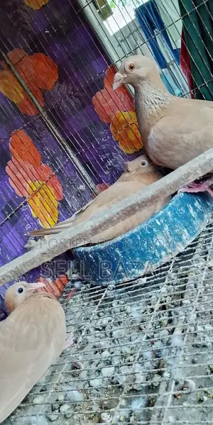 Baghdadi Huma Pigeons for sale with chicks and eggs