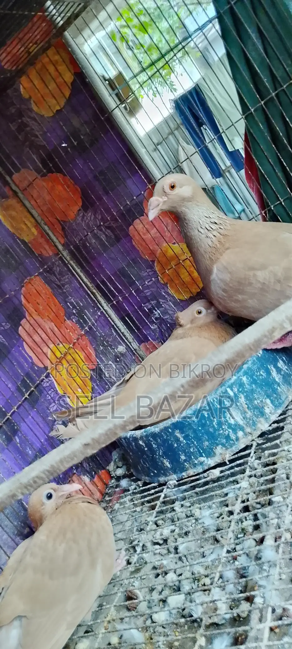 Baghdadi Huma Pigeons for sale with chicks and eggs
