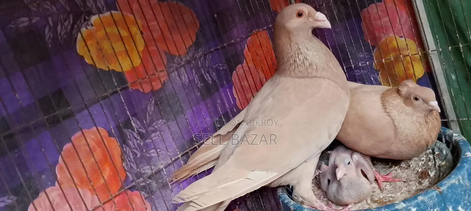 Baghdadi Huma Pigeons for sale with chicks and eggs
