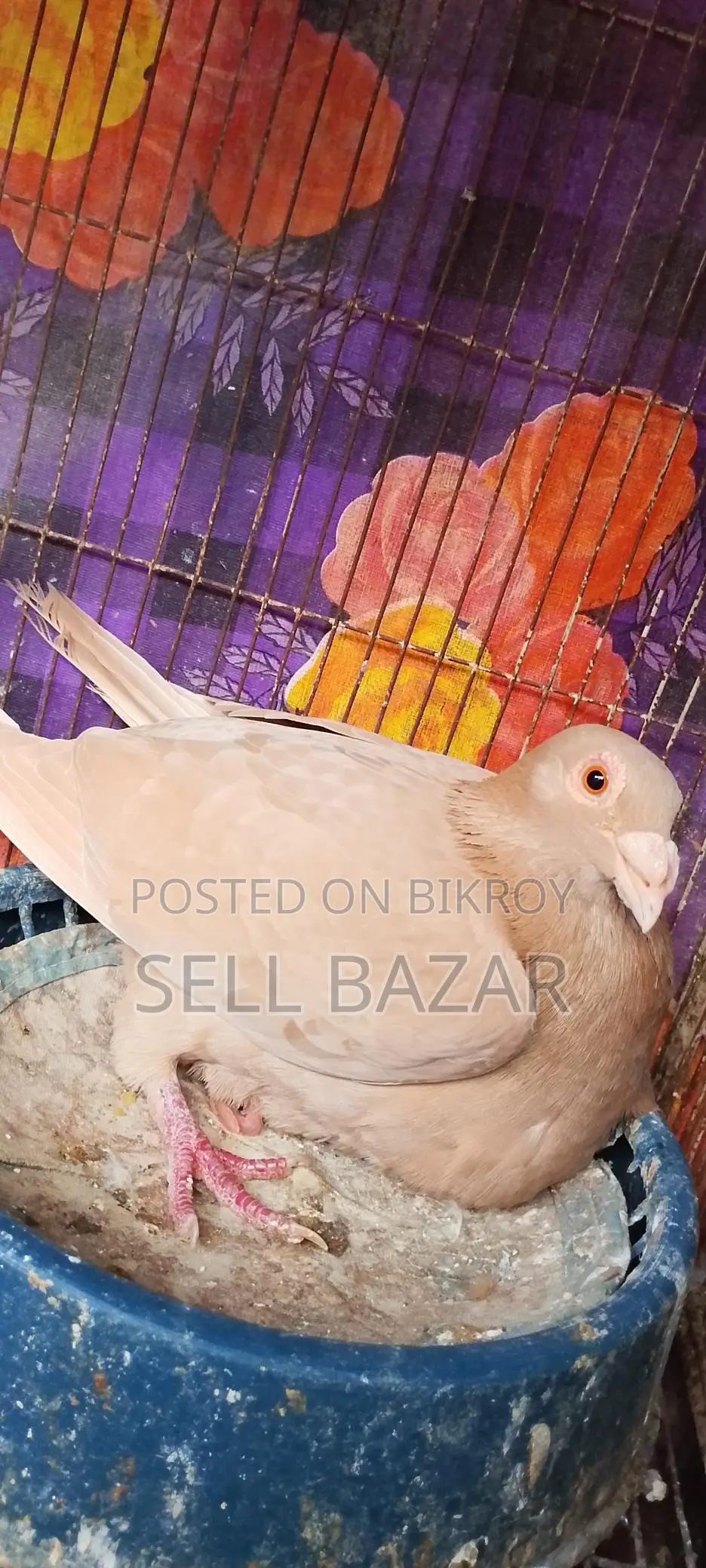 Baghdadi Huma Pigeons for sale with chicks and eggs