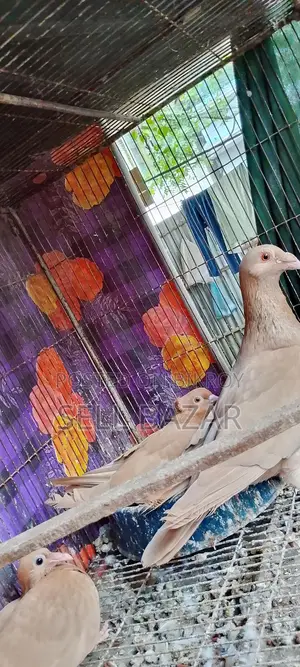 Baghdadi Huma Pigeons for sale with chicks and eggs