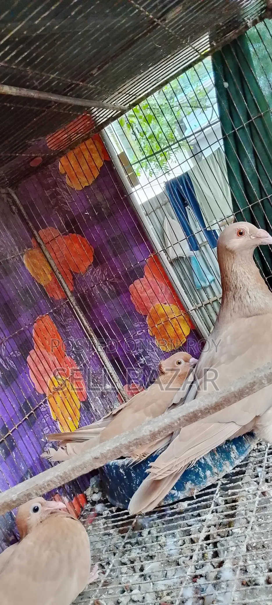 Baghdadi Huma Pigeons for sale with chicks and eggs