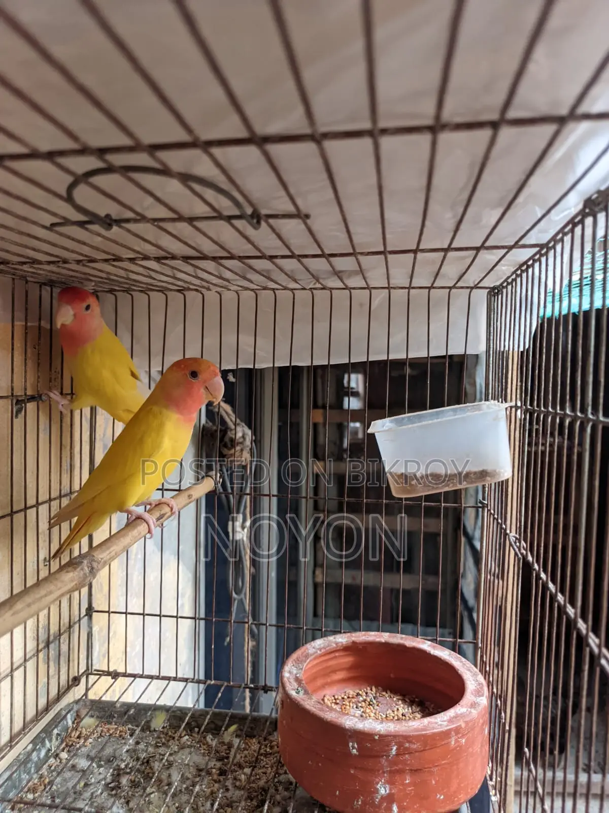 Love Bird Red Head Opline