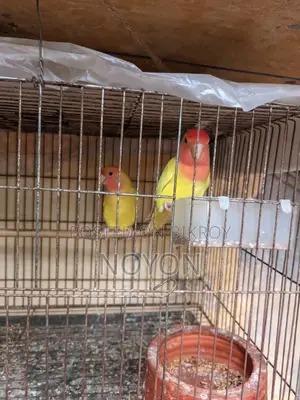 Love Bird Red Head Opline