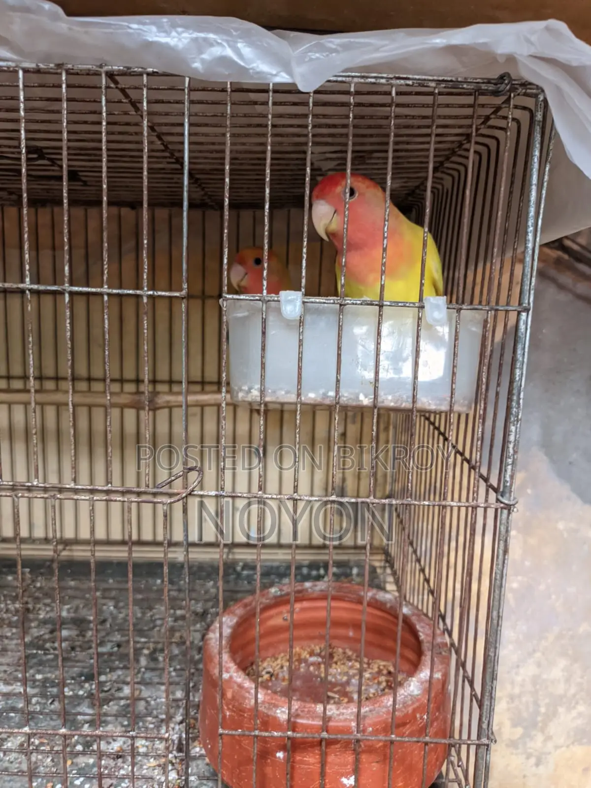 Love Bird Red Head Opline