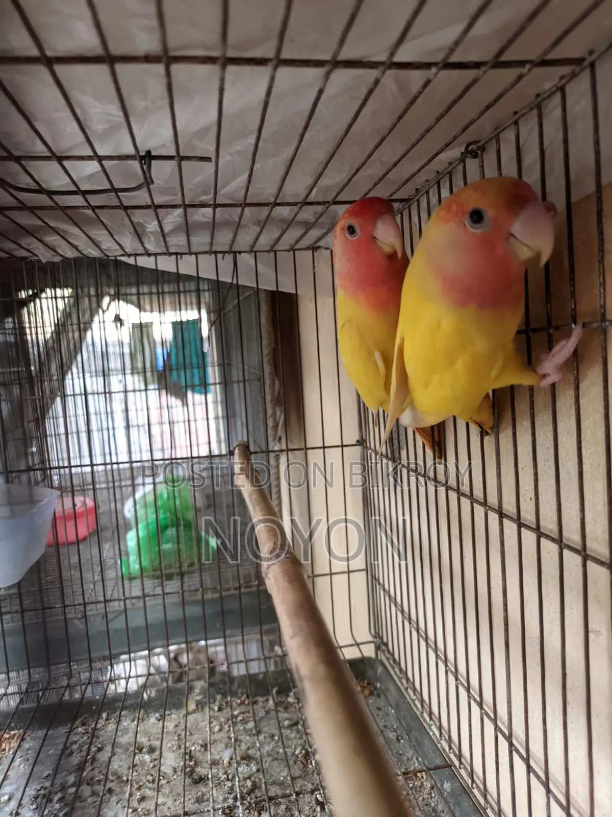 Love Bird Red Head Opline