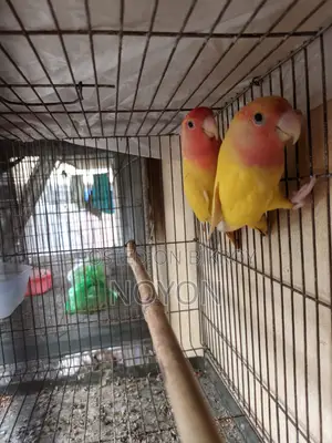 Love Bird Red Head Opline