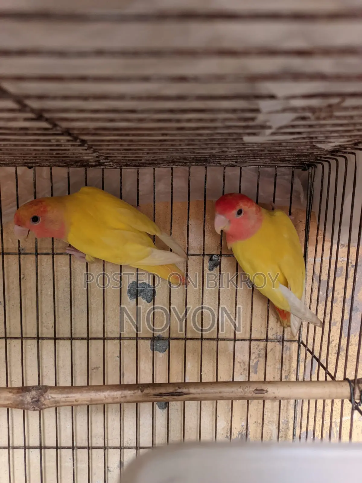 Love Bird Red Head Opline