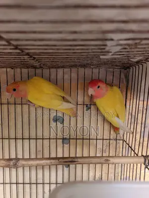 Love Bird Red Head Opline