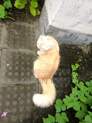 পার্সিয়ান বিড়াল