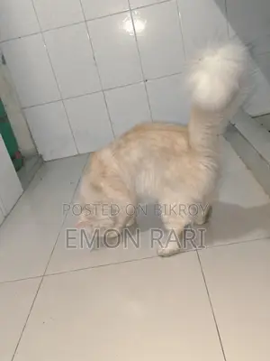 পার্সিয়ান বিড়াল