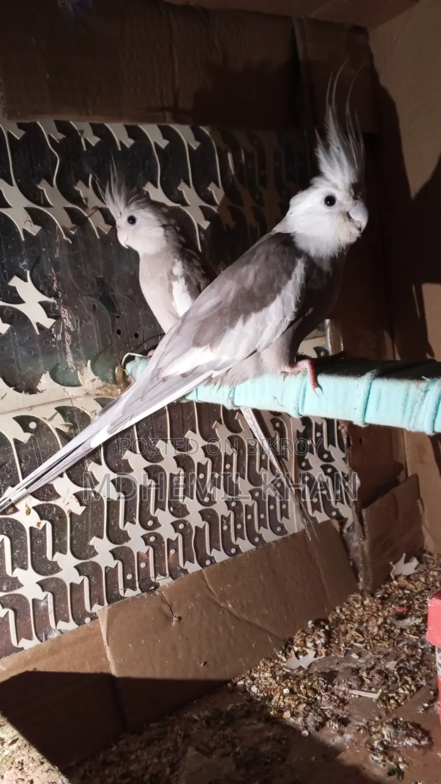 Male Cockatiel for Sale, Over Two Years Old