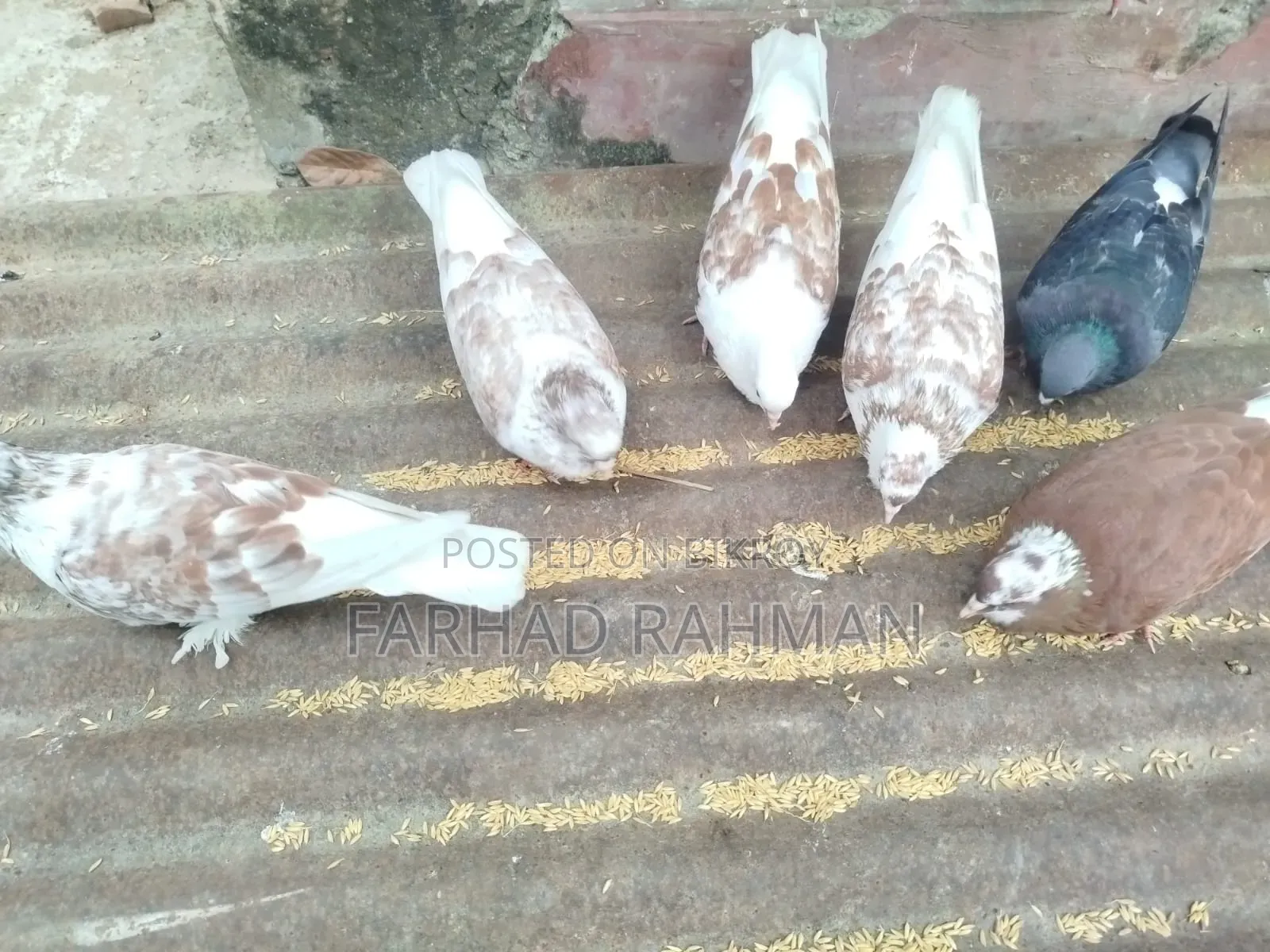 Pigeons Male - Female