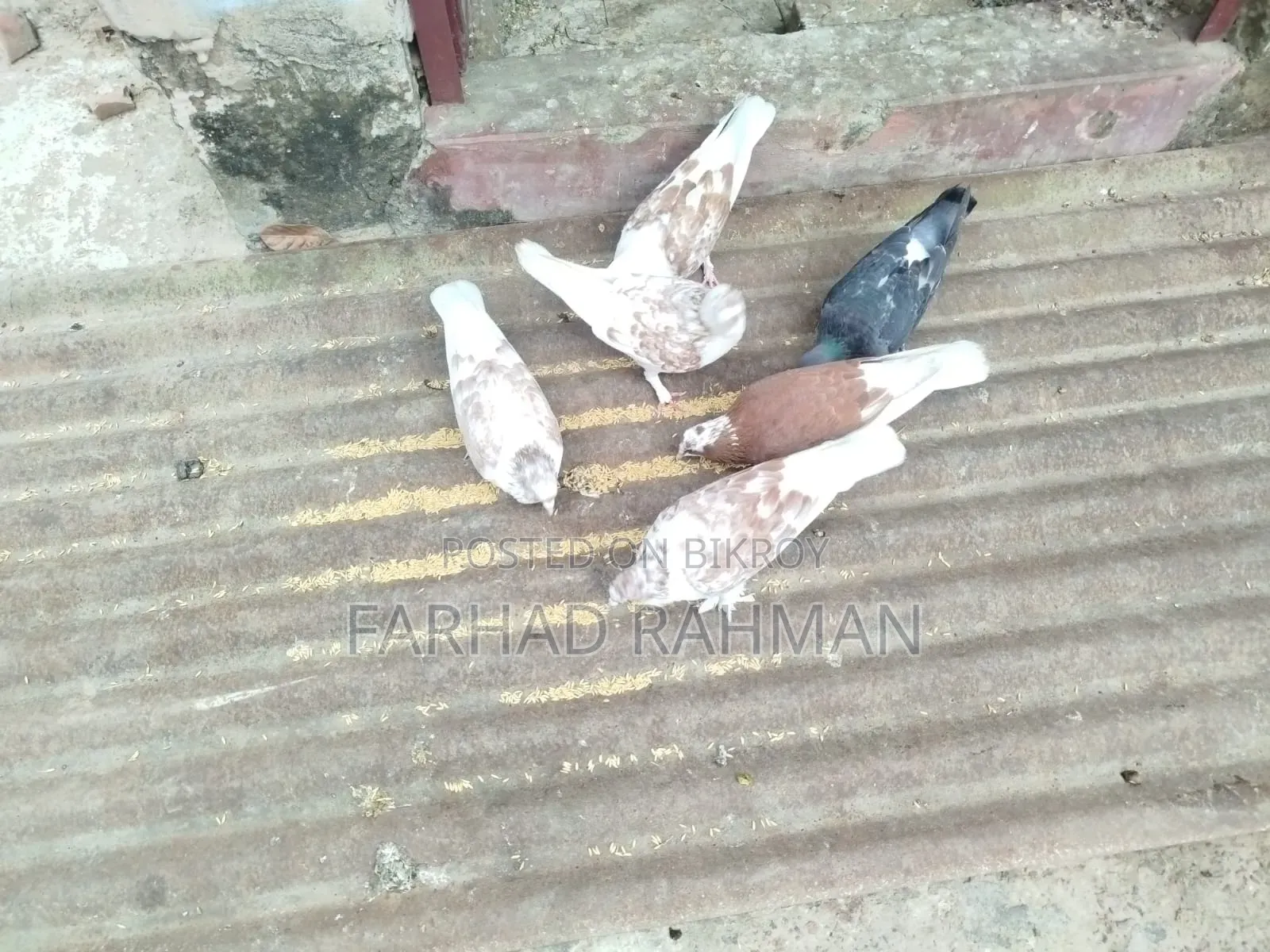 Pigeons Male - Female