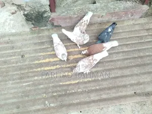 Pigeons Male - Female