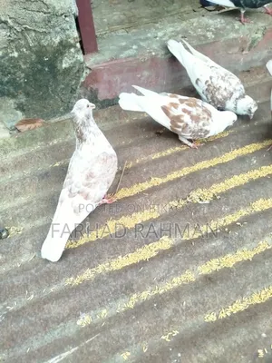 Pigeons Male - Female