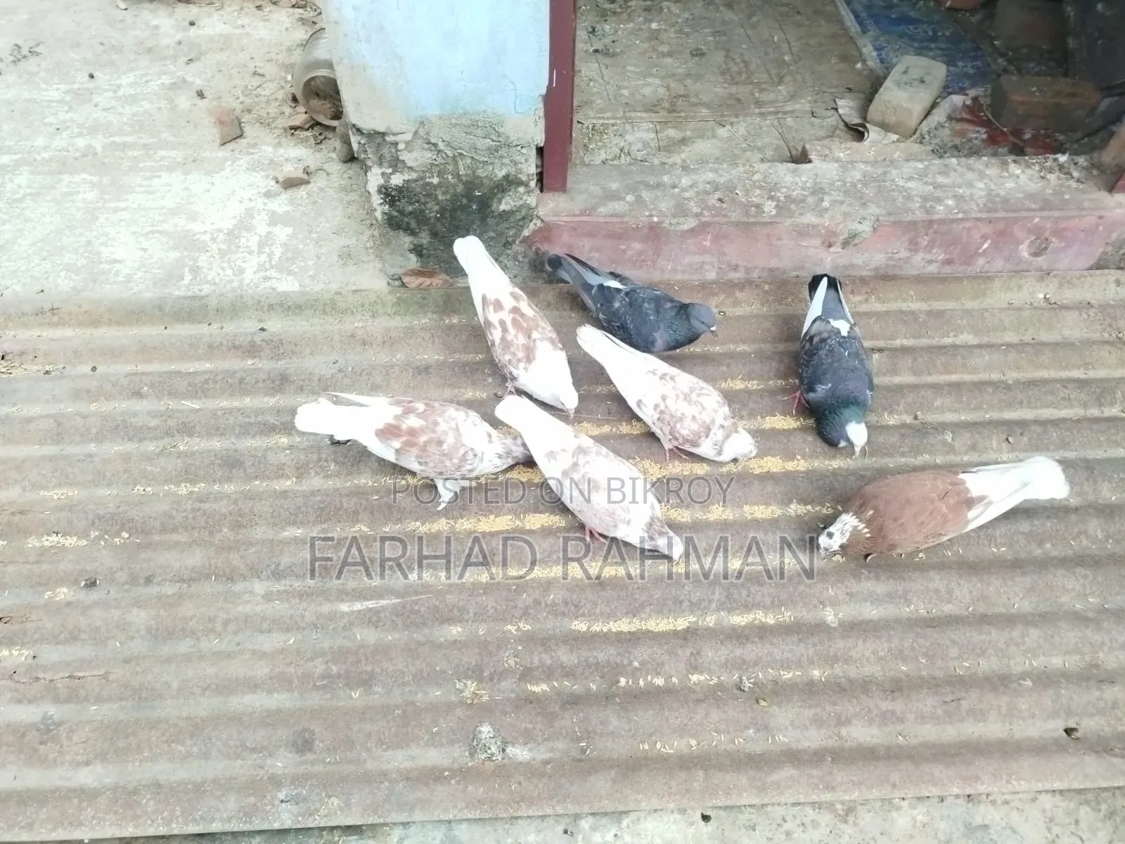 Pigeons Male - Female