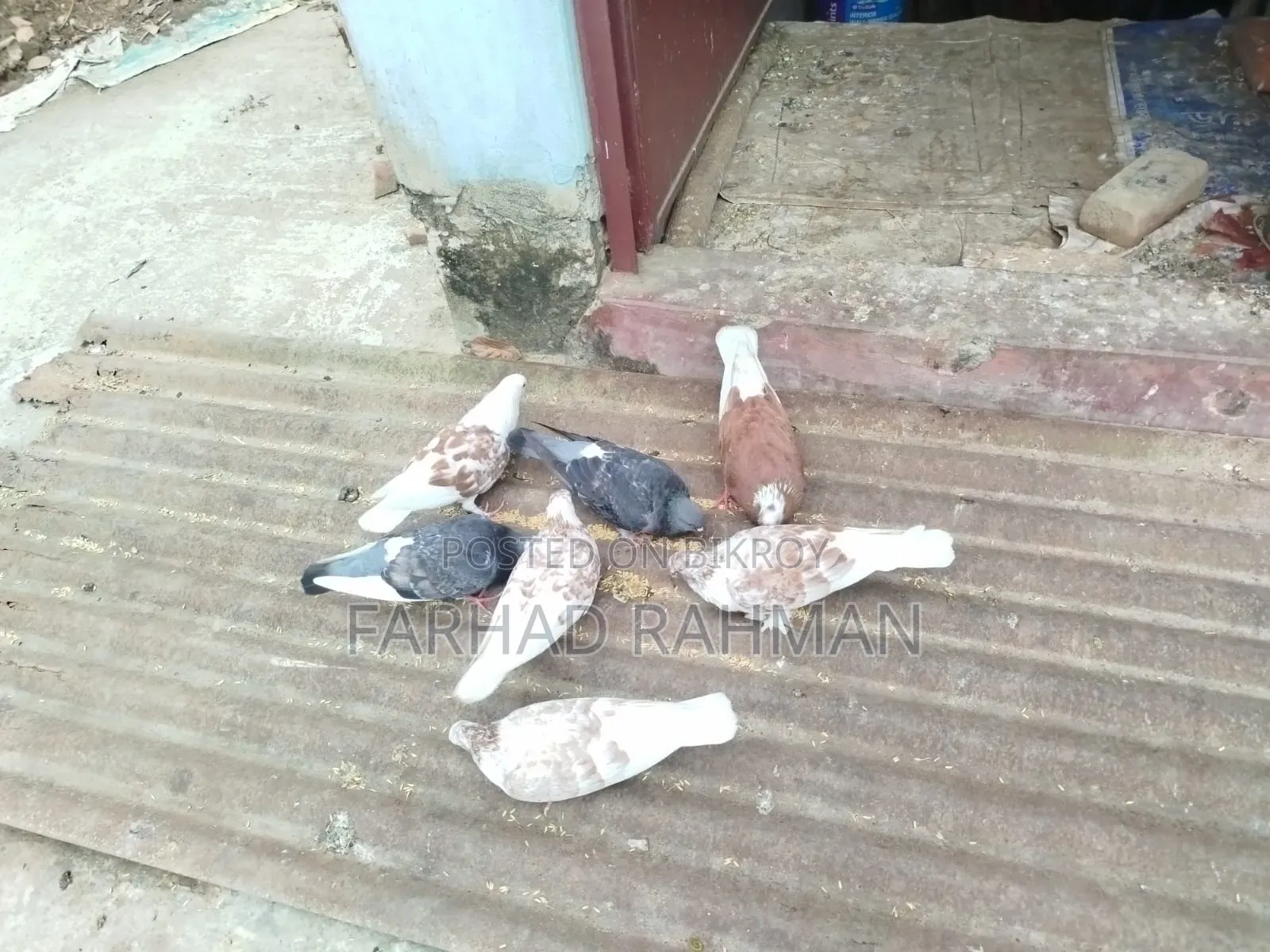Pigeons Male - Female